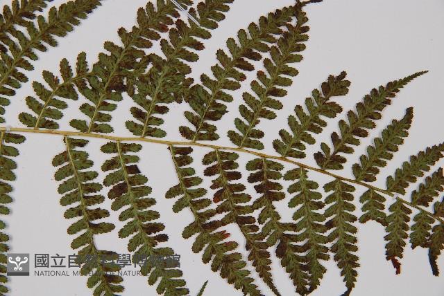 對生蹄蓋蕨藏品圖，第4張