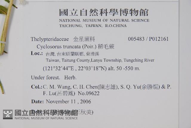 稀毛蕨藏品圖，第4張