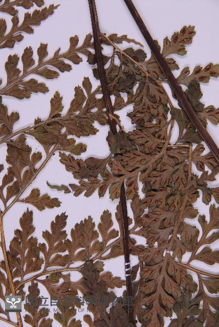 大鐵角蕨藏品圖，第4張