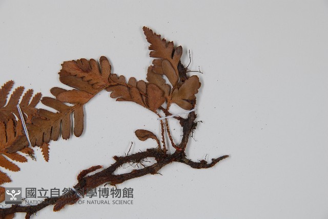 陰石蕨藏品圖，第4張