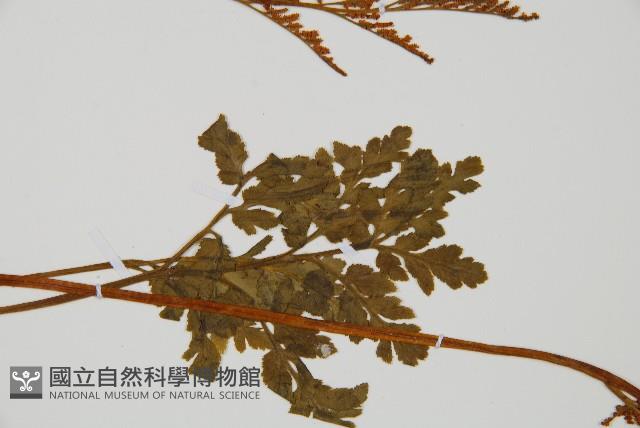 陰地蕨藏品圖，第4張