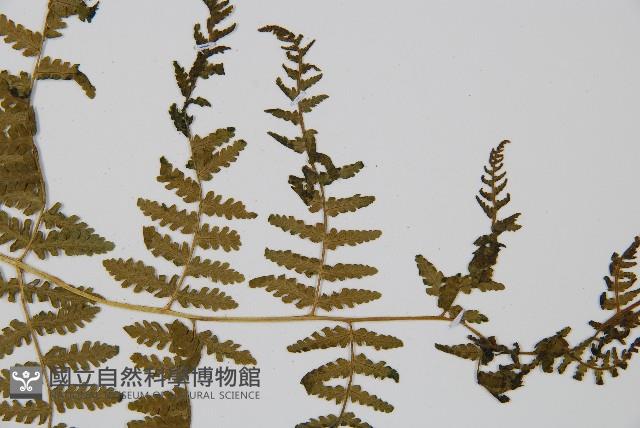 姬蕨藏品圖，第4張