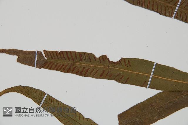 單葉雙蓋蕨藏品圖，第4張