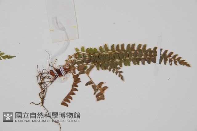 岩蕨藏品圖，第4張