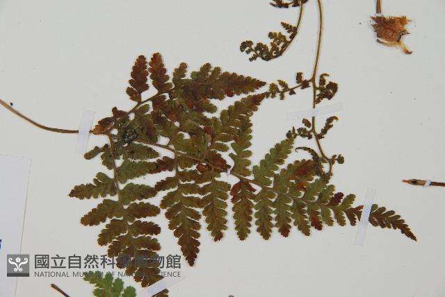 登錄號:P012061藏品圖，第4張