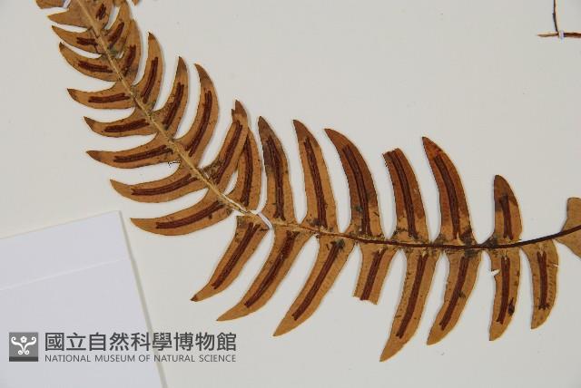 雉尾烏毛蕨藏品圖，第4張