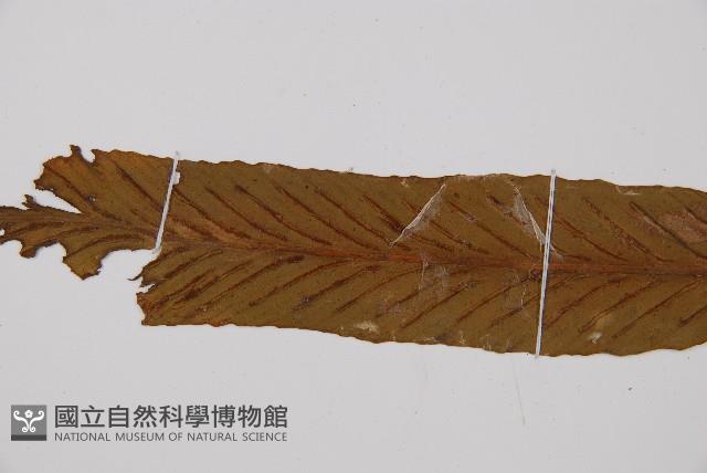 劍葉鐵角蕨、箭葉鐵角蕨藏品圖，第4張