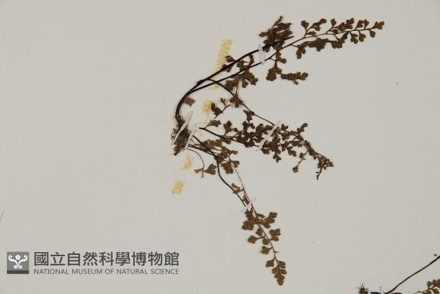 翠蕨藏品圖，第7張