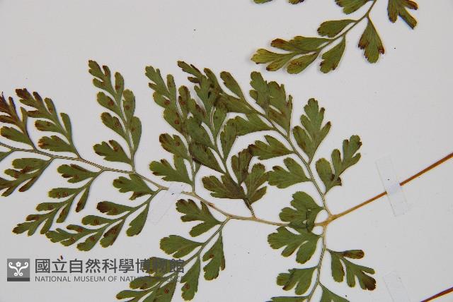 寬葉冷蕨藏品圖，第4張