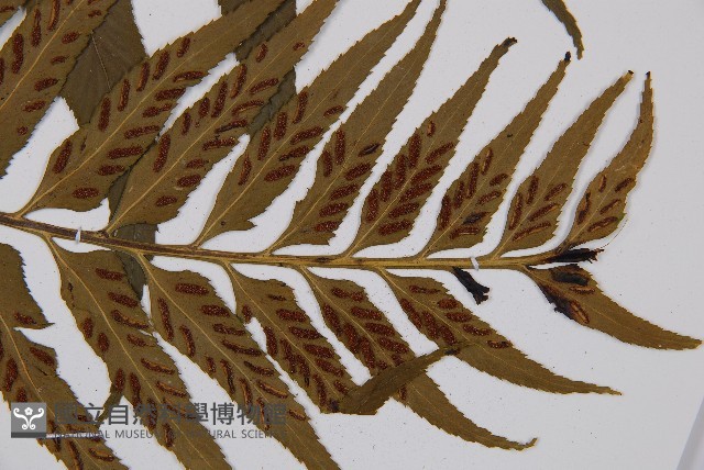萊氏鐵角蕨藏品圖，第4張