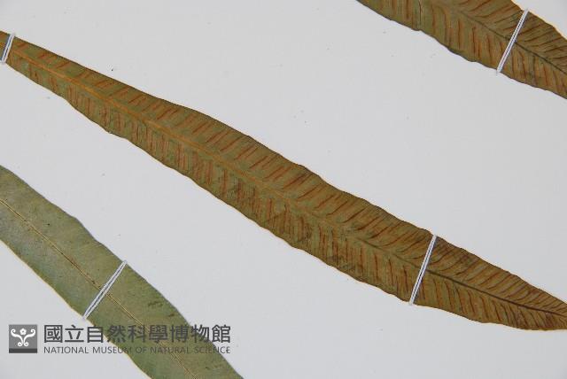 單葉雙蓋蕨藏品圖，第6張