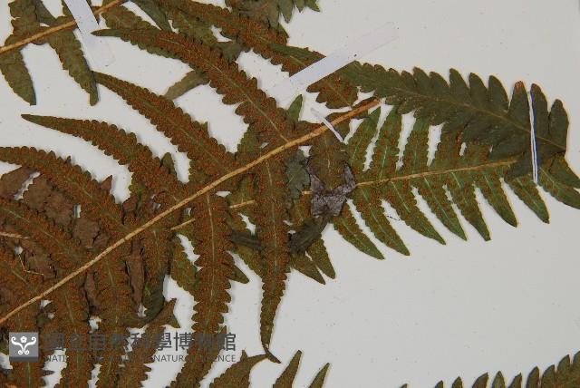 岩蕨藏品圖，第4張