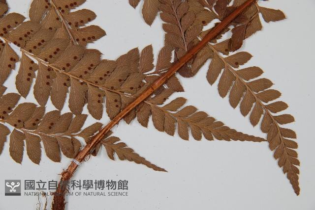 屋久複葉耳蕨藏品圖，第4張