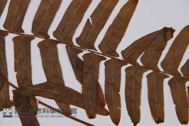 虎克氏鱗蓋蕨藏品圖，第4張