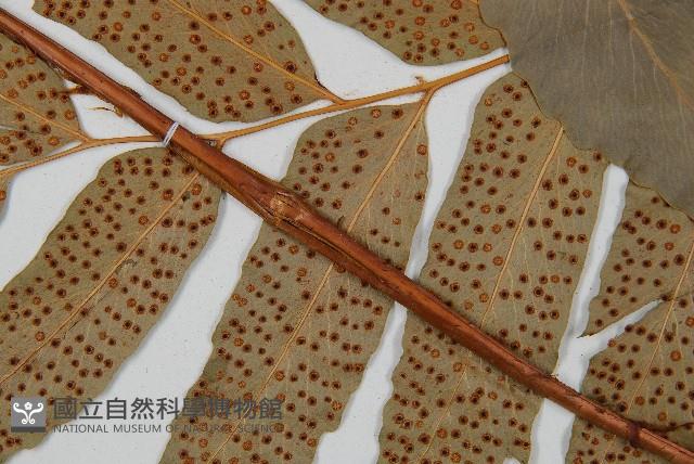 披針貫眾蕨藏品圖，第4張