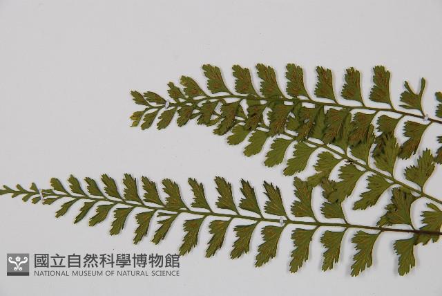 吉永鐵角蕨、斜葉鐵角蕨藏品圖，第4張