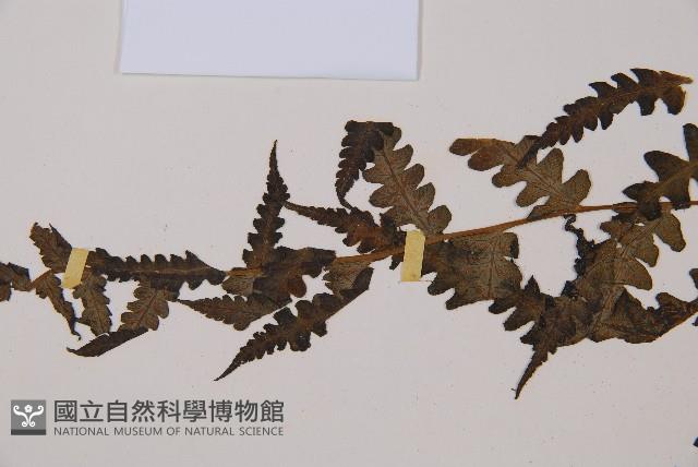 淡綠短腸蕨藏品圖，第4張