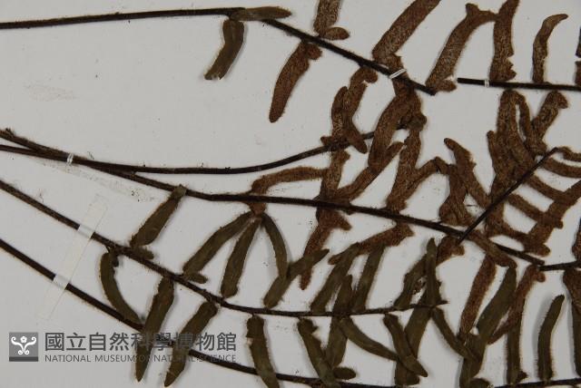 滇西金毛裸蕨藏品圖，第4張