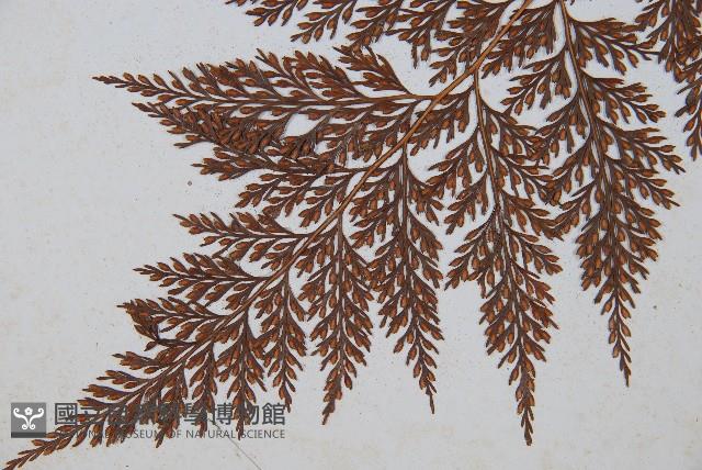 海州骨碎補藏品圖，第4張