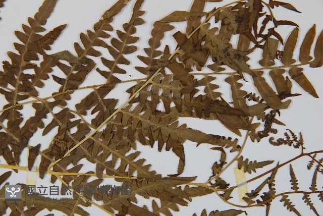 蕨藏品圖，第4張