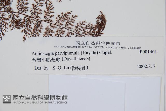 台灣小膜蓋蕨藏品圖，第3張