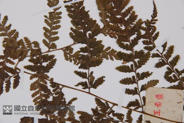 日本蹄蓋蕨藏品圖，第4張
