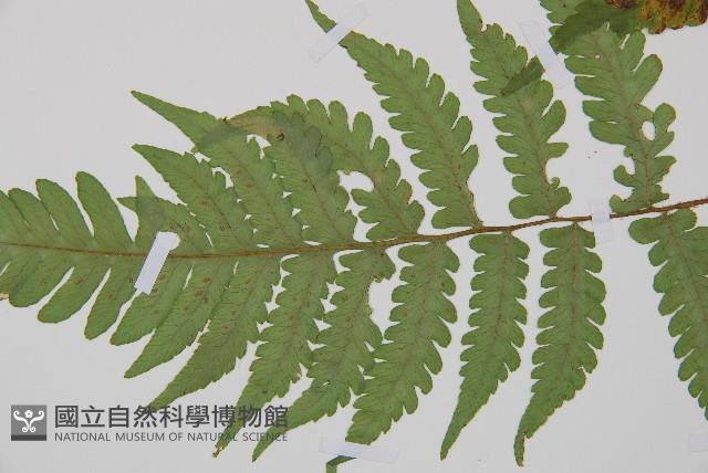 假蹄蓋蕨、東洋蹄蓋蕨藏品圖，第4張