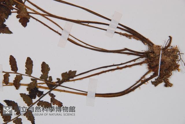 假蹄蓋蕨藏品圖，第4張