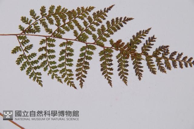 登錄號:P003861藏品圖，第4張