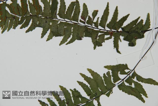單邊鐵角蕨藏品圖，第4張