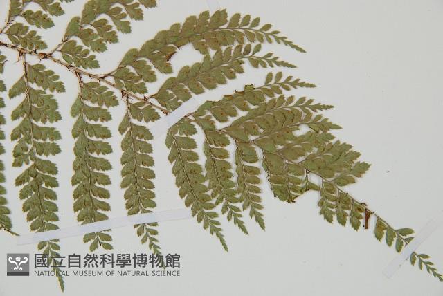 黑鱗複葉耳蕨藏品圖，第4張