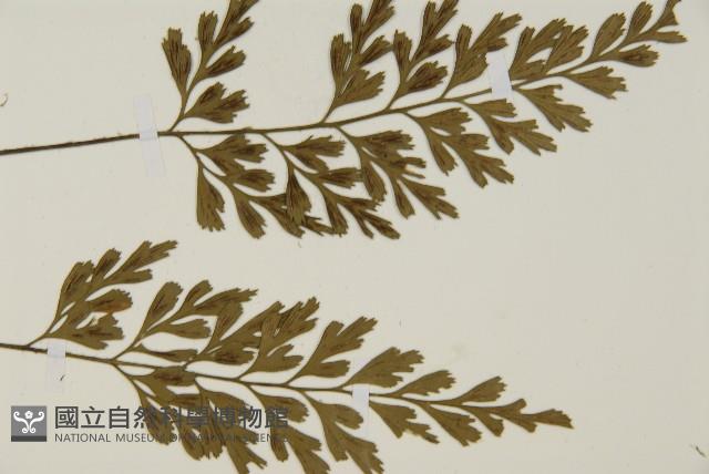 大蓬萊鐵角蕨藏品圖，第4張