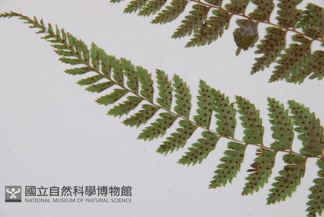 細裂蹄蓋蕨藏品圖，第4張