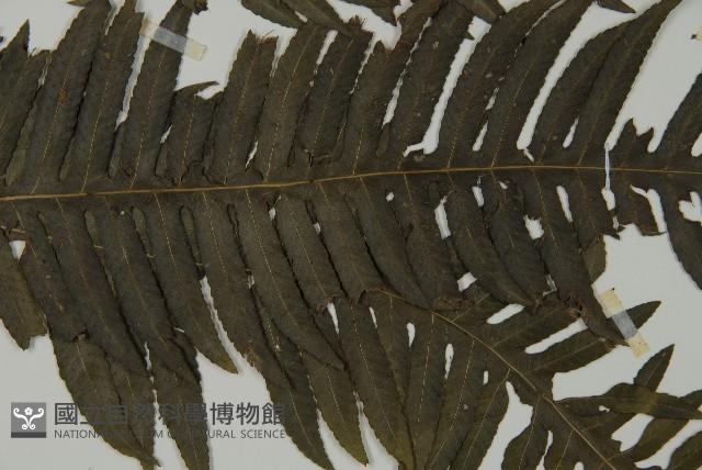 長柄牙蕨藏品圖，第4張