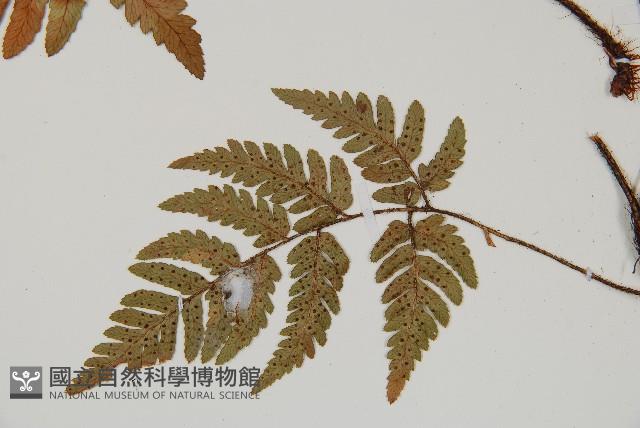 登錄號:P011141藏品圖，第4張