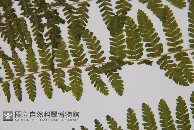 粗柄毛冷蕨藏品圖，第4張