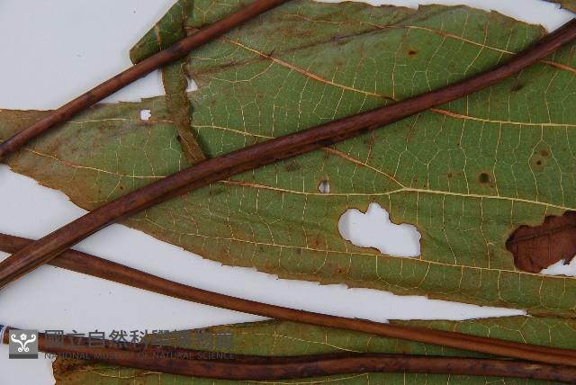 雙扇蕨藏品圖，第4張