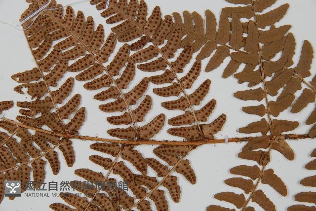 闊鱗鱗毛蕨藏品圖，第4張