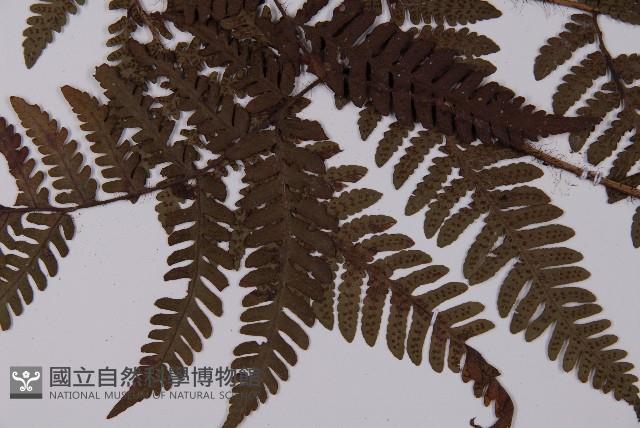 愛德氏肋毛蕨藏品圖，第4張