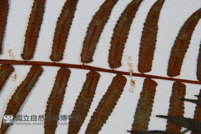 黑桫蕨藏品圖，第10張