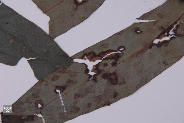 翅柄三叉蕨藏品圖，第4張