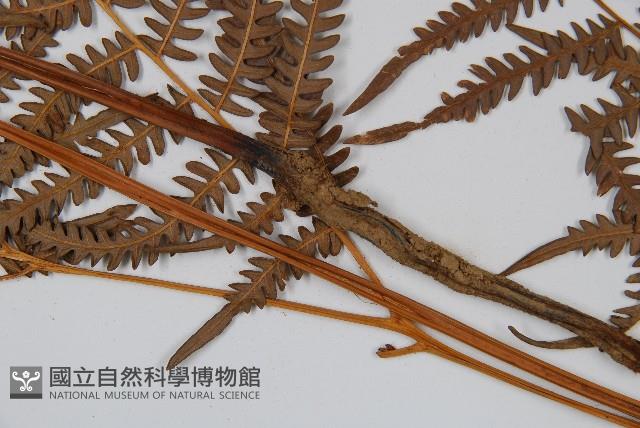 蕨藏品圖，第4張