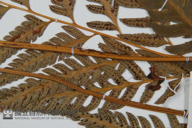 粗裂複葉耳蕨藏品圖，第4張