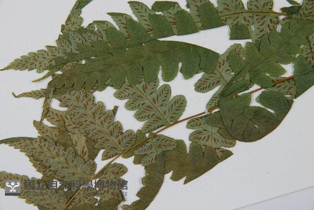 毛柄短腸蕨藏品圖，第4張