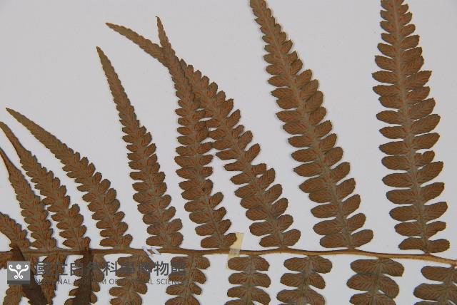 東洋蹄蓋蕨、假蹄蓋蕨藏品圖，第4張