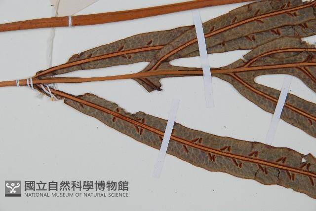 Accession Number:P010541 Collection Image, Figure 4, Total 4 Figures