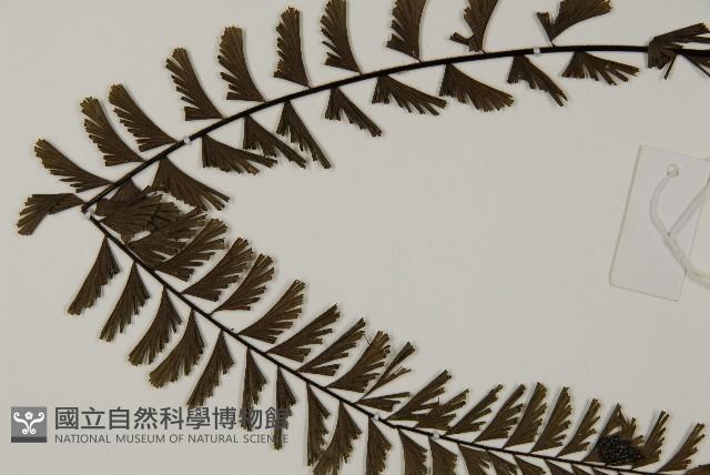 鞭葉鐵線蕨藏品圖，第4張