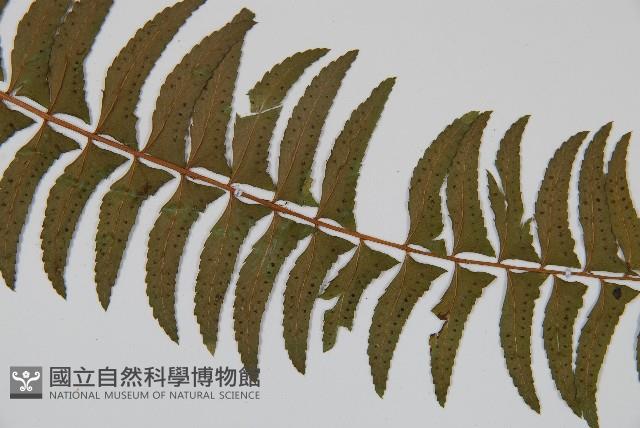 臺東耳蕨藏品圖，第4張