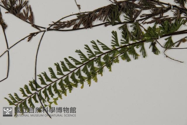鞭葉鐵線蕨藏品圖，第4張