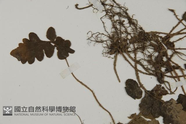 地耳蕨藏品圖，第4張